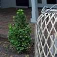 thumbnail image 3 of Farol Kalalou CLUX1007 gris 29,21 cm x 59,44 cm x 29,21 cm, 3 of 4