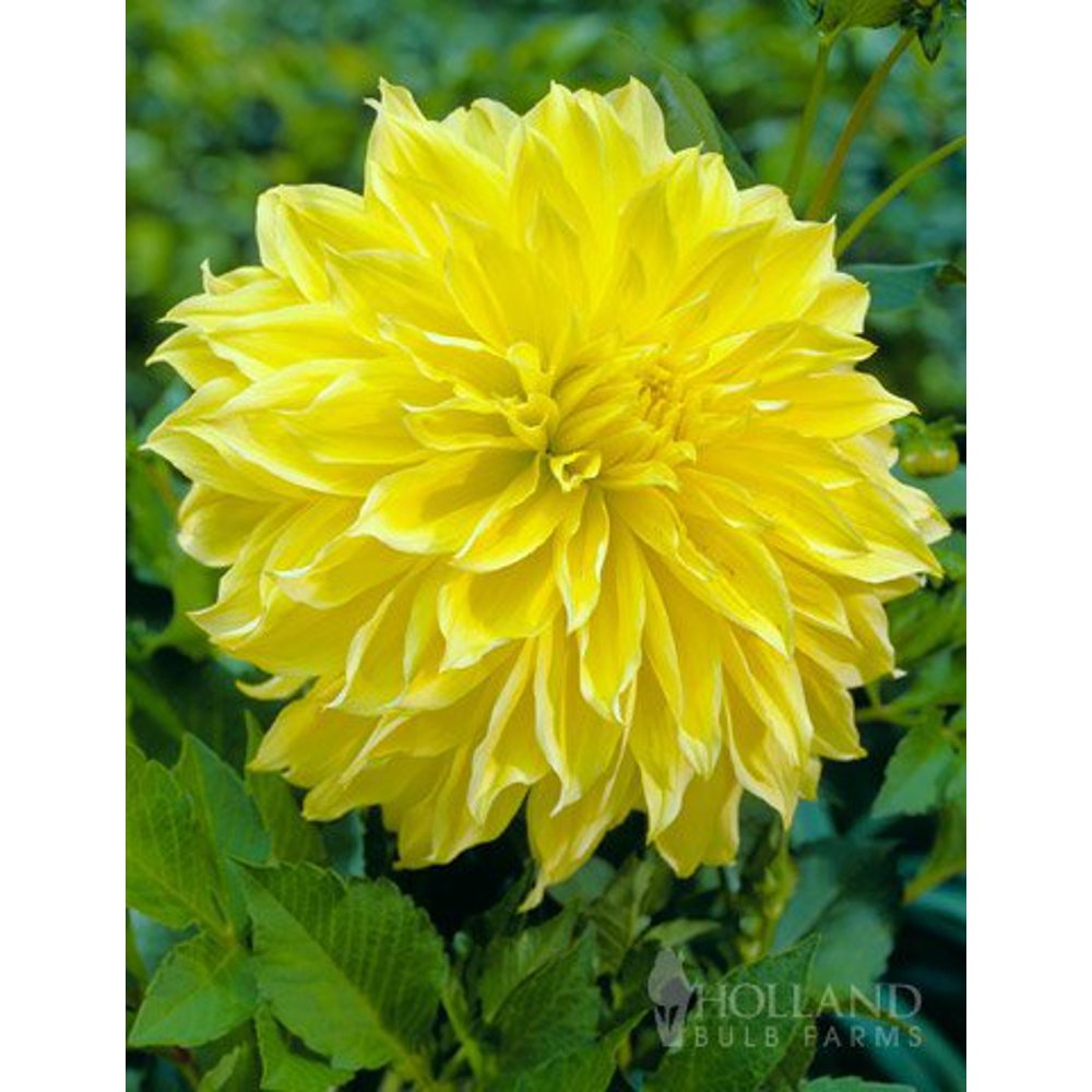 Kelvin Floodlight Dinnerplate Dahlia