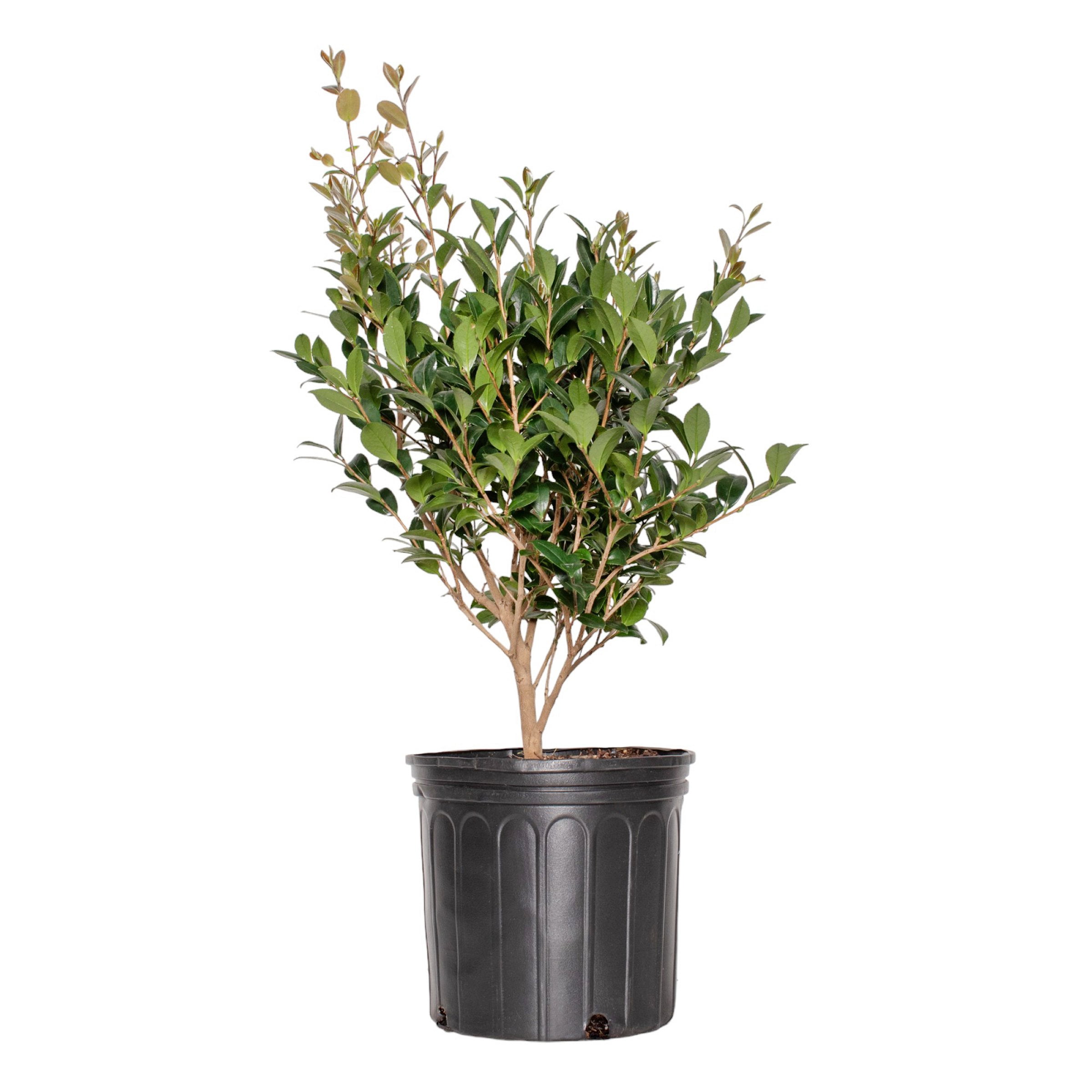 3 gal Camellia Yuletide Live Perennial Shrub Condition with Partial Sunlight