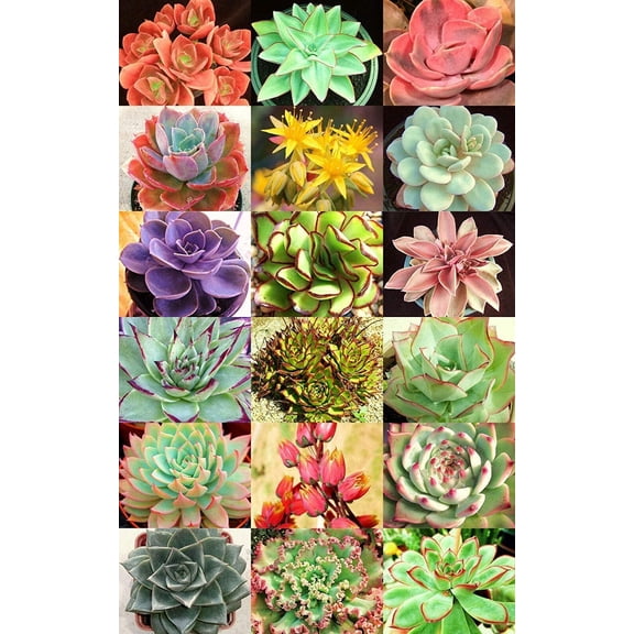 Succulent Seeds Mix - 30  Seeds - Echeveria Species Mix - Ships from Iowa, USA - Grow Exotic Succulent Cacti