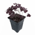 thumbnail image 3 of Purple Rain Oxalis Purple Shamrock Plant in a 4 inch pot, 3 of 3