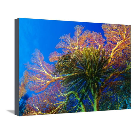 Featherstars Perch on the Edge of Gorgonian Sea Fans to Feed in the Current, Fiji, Pacific Ocean Stretched Canvas Print Wall Art By Louise