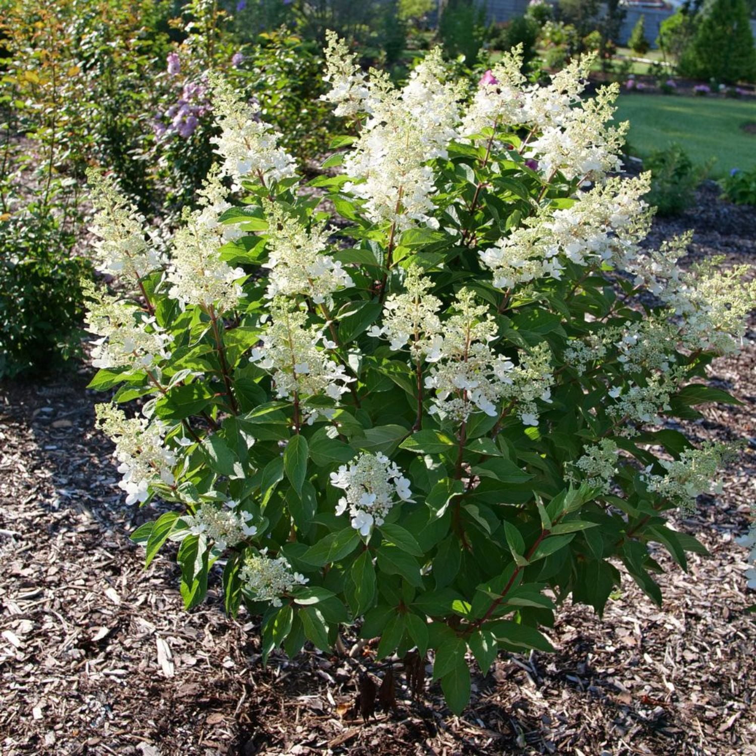 Proven Winners ColorChoice 5" Pinky Winky Prime Panicle Hydrangea Live Plant in 4.5" Pot (4 Count)