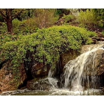 2 Waterfall Willow Bush Cuttings to Grow