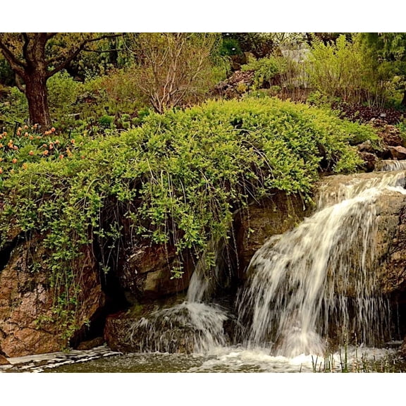 2 Waterfall Willow Bush Cuttings to Grow