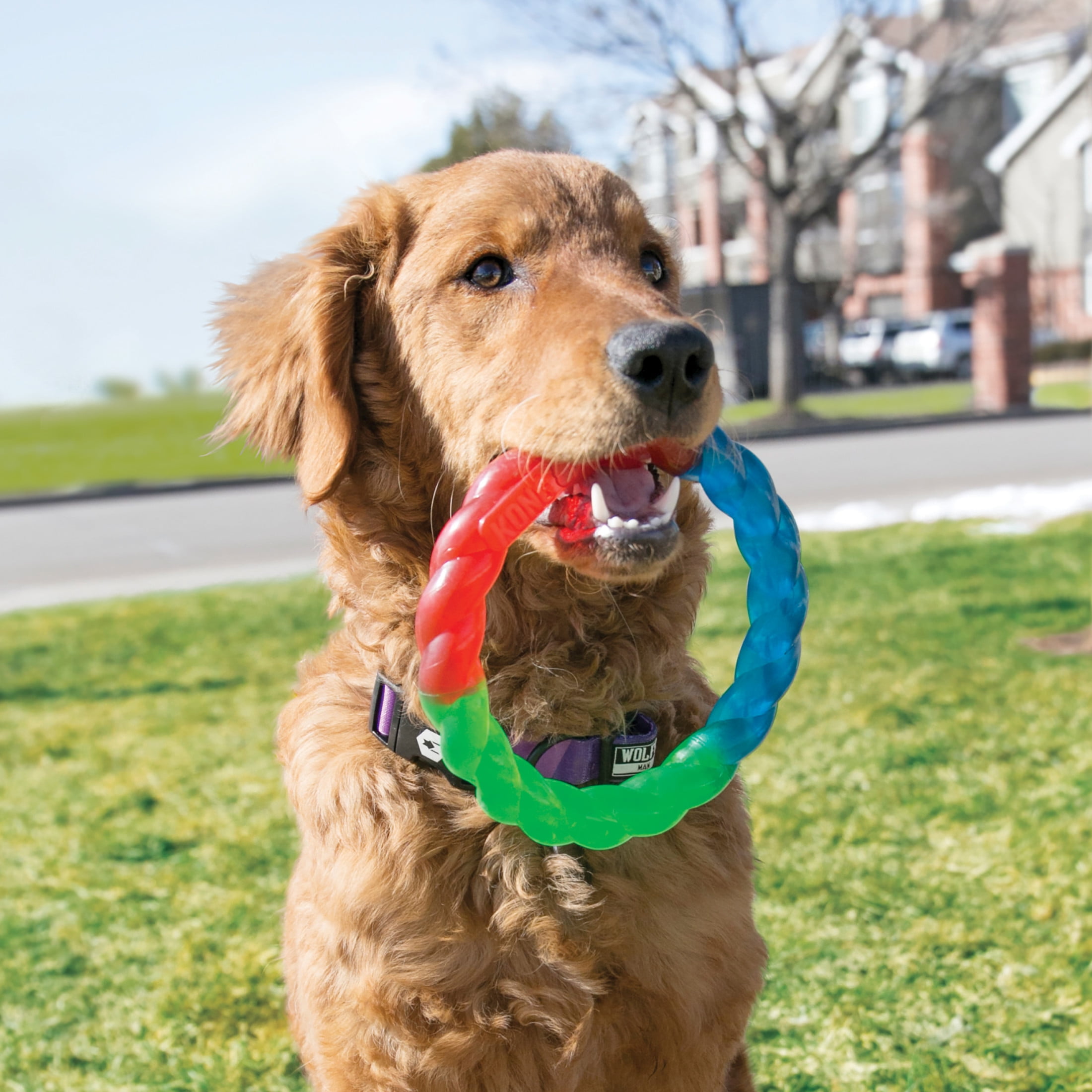 KONG® Twistz Ring Durable Dog Toy, Small