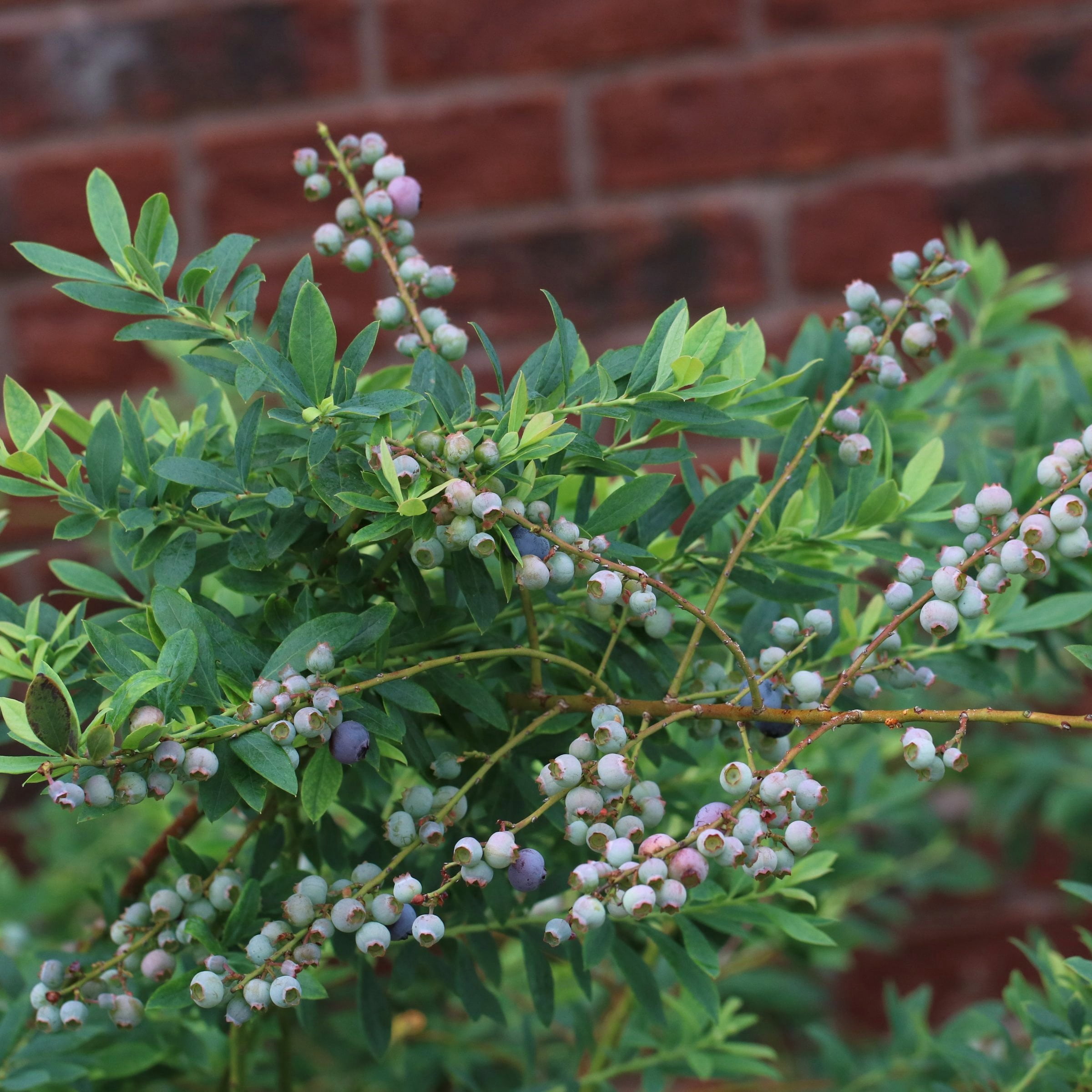 1 gal. Live Shrub Blueberry Legacy Plant