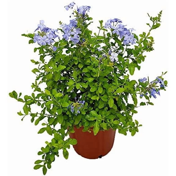 Tropical Plants of Florida 20" to 24" Imperial Blue Plumbago Plant; Flower Bush, Full Sunlight, Growers Pot
