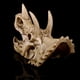 thumbnail image 4 of Resina cráneo Triceratops réplica modelo fiestas de disfraces carnavales, 4 of 8
