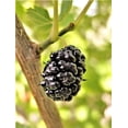 thumbnail image 2 of TomorrowSeeds - Black Mulberry Tree Seeds - 200+ Count - For 2026 Planting Morus Nigra Huge Sweet, 2 of 10