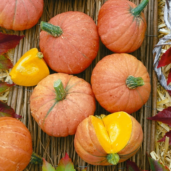 Organic Gold Nugget Winter Squash Seeds - 4 g Packet ~25 Seeds - Non-GMO, Certified Organic, Heirloom - Vegetable Garden - Cucurbita maxima