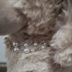 thumbnail image 3 of Colgante de collar con lazos dobles para mascotas LIUXGMXG cadenas de perlas ajustables, 3 of 4