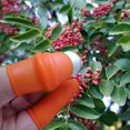 thumbnail image 2 of Agarre con los dedos Recolección de uvas Cosecha Pepper Haven, 2 of 8