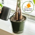 thumbnail image 6 of Money Tree Potting Soil 2qt. Unique Plant Mix for Indoor Trees, 6 of 6