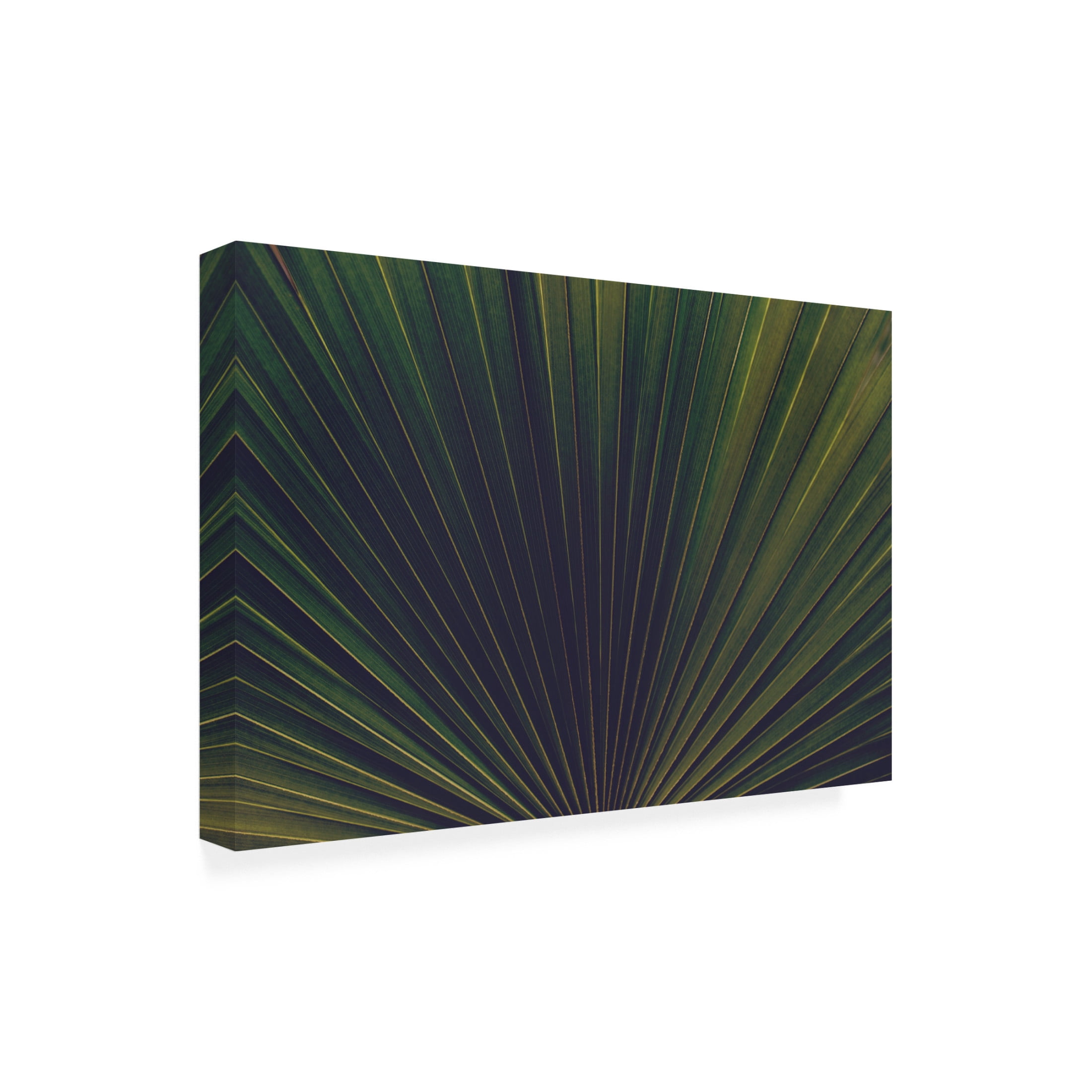 Trademark Fine Art Tim Mossholder Palm Textures Canvas Wall Art