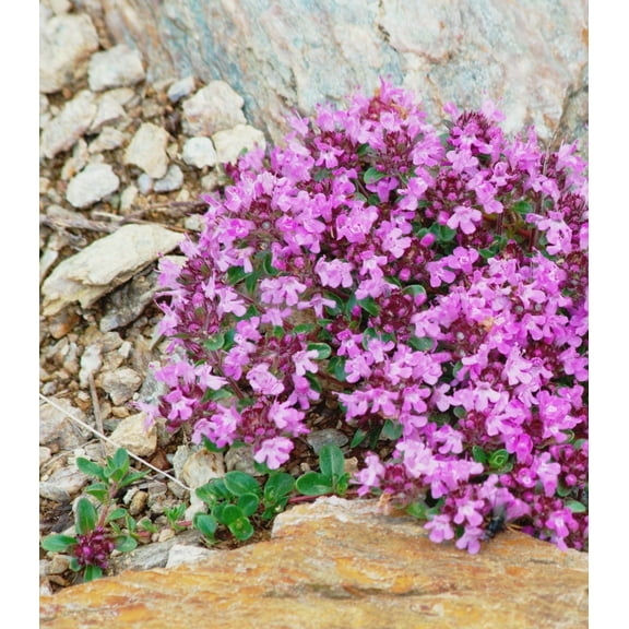 Earthcare Seeds - Creeping Thyme 1000 Seeds (Thymus Serpyllum) Heirloom - Open Pollinated