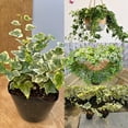 thumbnail image 4 of Ivy Plant Live Fast-growing, Potted 3-5" in Tall, Climbing Indoor Outdoor Houseplant, Easy Care Trailing Vine, Fast Growing Small Starter Plant for Home Office Décor (Golden Variegated English Ivy), 4 of 6