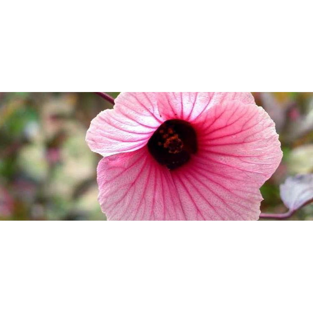 African Rose Cranberry Hibiscus Tea Plant Hibiscus