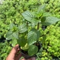 thumbnail image 3 of Set 4 Chocolate Mint Plants, 4 to 7 Inch Tall Starter Plant, Without Pot, Chocolate Mint Fresh Herb Plant for Patio and Garden, Culinary Herbs Fragrant Leaves, 3 of 5