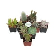thumbnail image 5 of Home Botanicals Cactus and Succulent (Collection of 9), 5 of 5