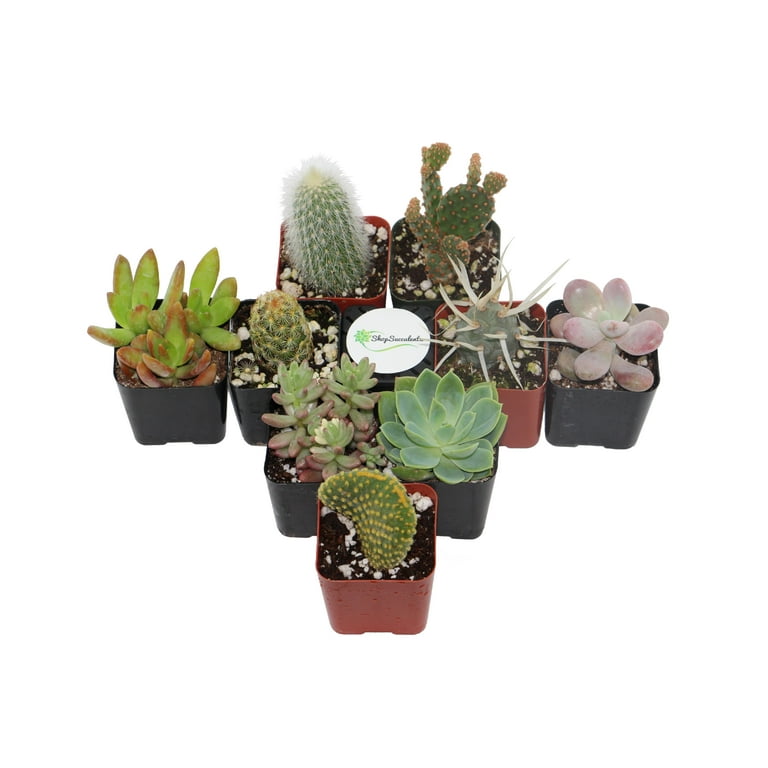 Home Botanicals Cactus and Succulent (Collection of 9) - Walmart.com