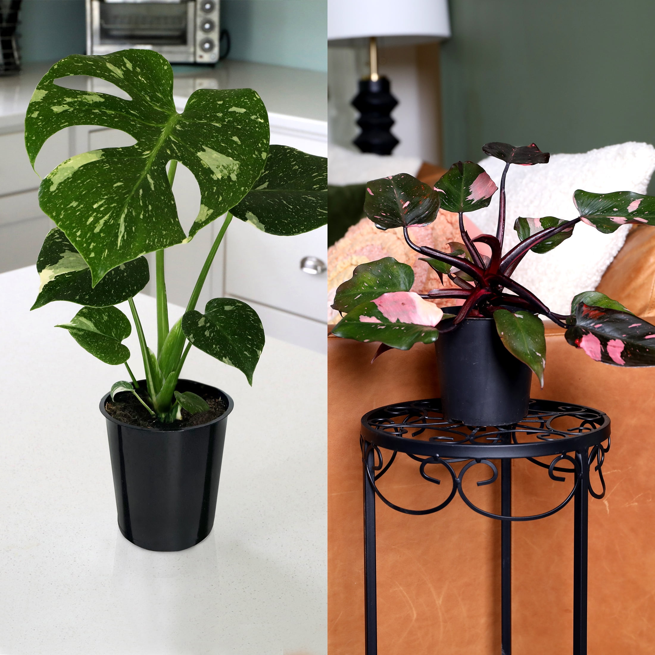 6P 3 Pink Princess, 3 Thai, Grower Pots, Live Plants