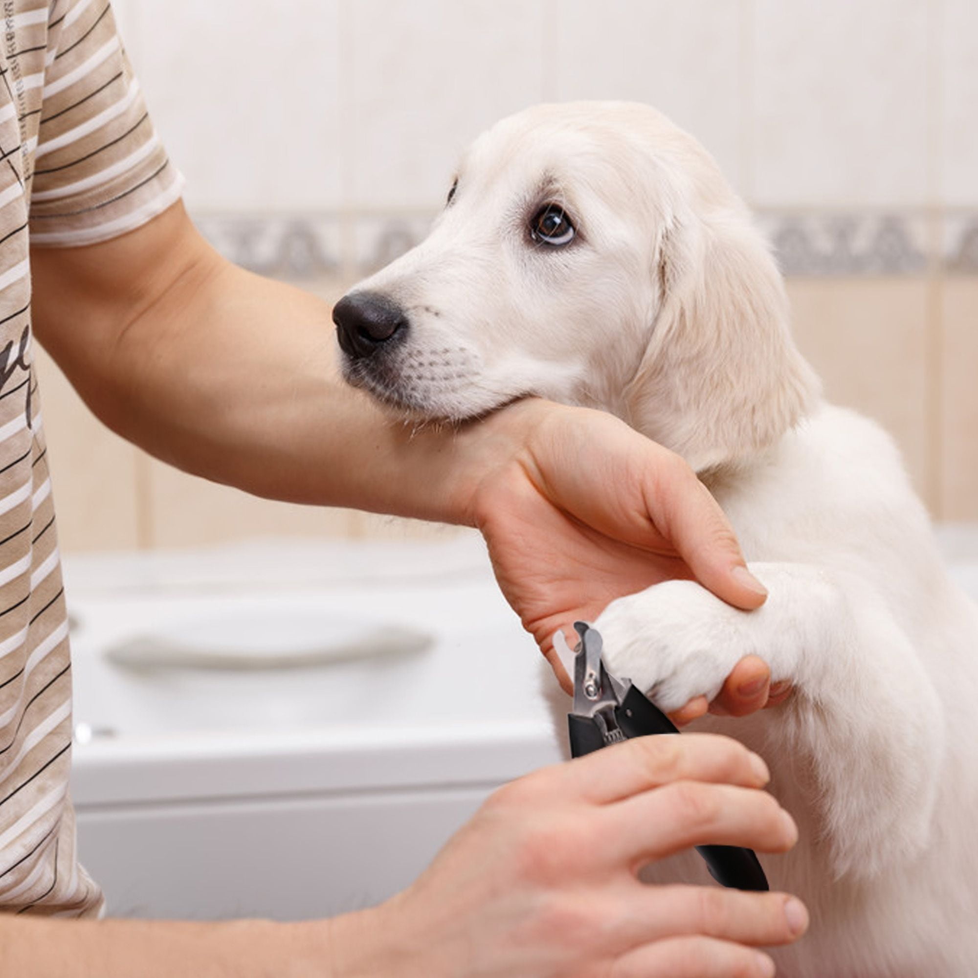 Aussie Dog Professional Nail Clippers Nail Ftempo