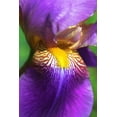 thumbnail image 2 of Schell, Jennie Marie 11x14 Black Ornate Wood Framed with Double Matting Museum Art Print Titled - Purple Bearded Iris Flower, 2 of 4