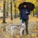 thumbnail image 5 of Correa retráctil para perros, correas extensibles para perros de 5 m con mango antideslizante, correa retráctil antienredos para perros pequeños y medianos de hasta 25 kg (azul claro), 5 of 5