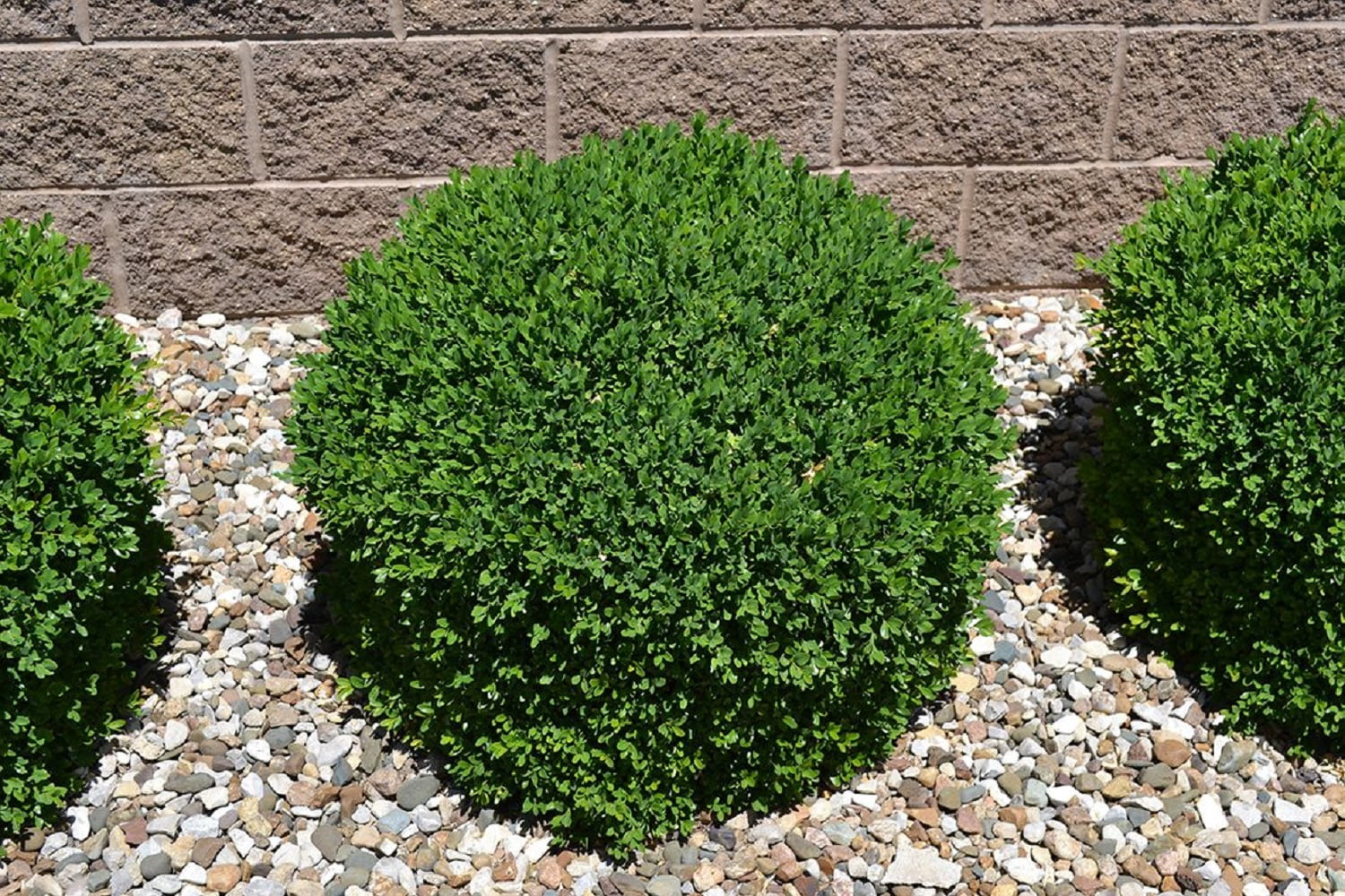 Green Velvet Boxwood Evergreen Live Shrub in 1-Gallon Grower Pot