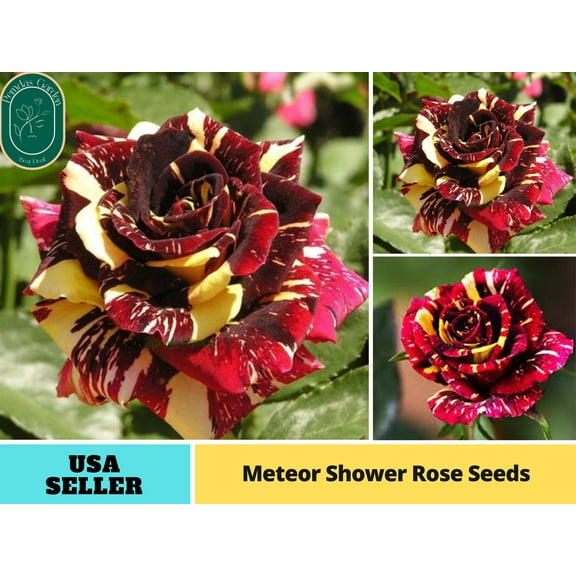 30  Seeds| Meteor Shower Perennial Flower Rose - Authentic Seeds - Perennial~GMO Free~~Flower seeds ~ Asian Garden~ Herbs B5G1#1074
