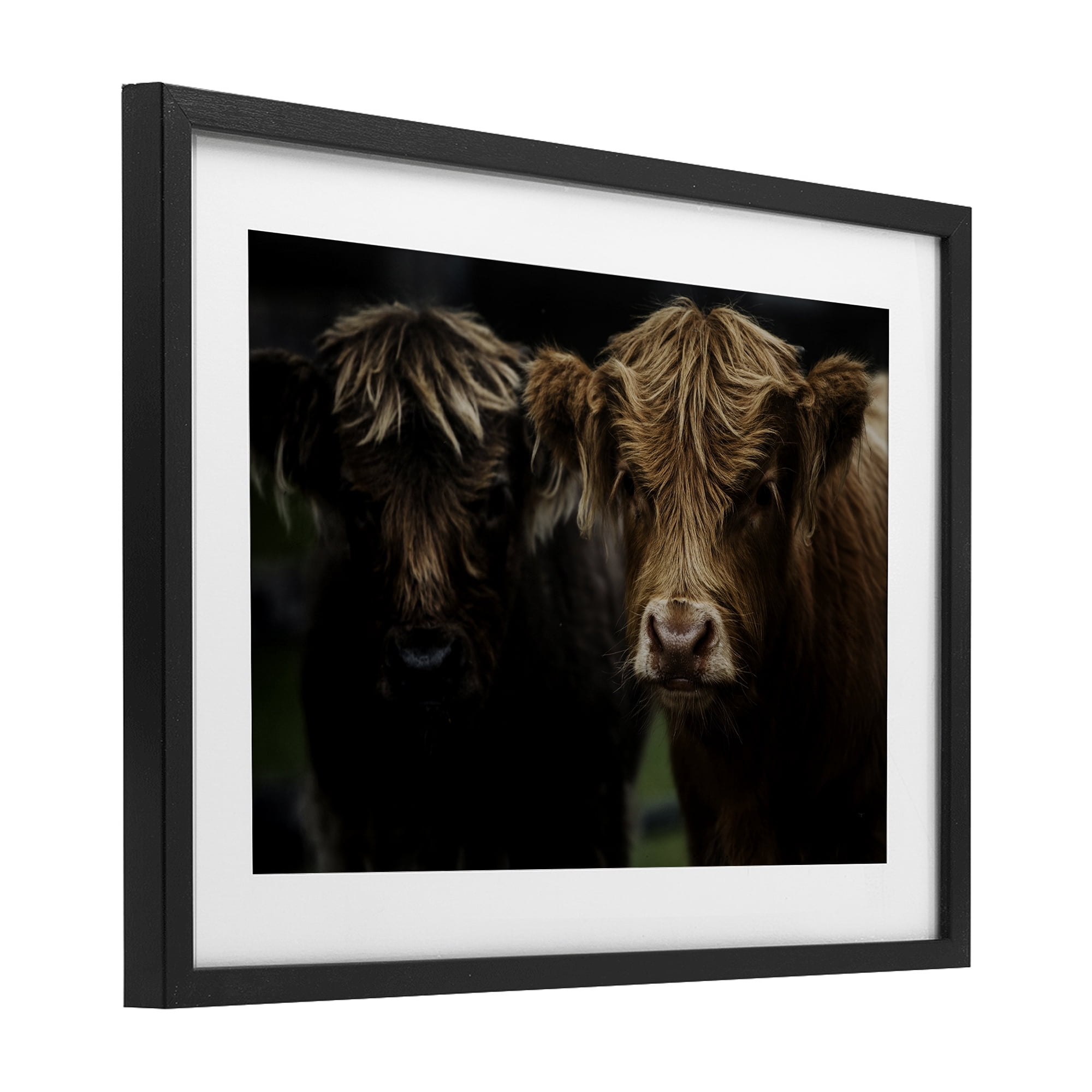 Cow Faces Highland Pair Black Framed Print Under Glass, design by Amy Carroll