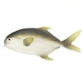 thumbnail image 1 of Coofit Résine d'Aliment Artificiel Réaliste - Jouet Poisson de Mer Réaliste Fausses Crevettes Crabes, 1 of 3