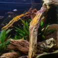 thumbnail image 3 of Aquascape 78276 30 in. Faux Driftwood, 3 of 4