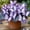 Hosta-B, variant on Perennial Butterfly Flower Hostas— Low-Maintenance-Spotted Hostas  — Perennial Garden Favorites — An Ideal Choice(Non-Artificial)-10 color options