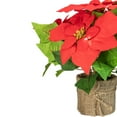 thumbnail image 2 of Northlight 11" LED Artificial Red Poinsettia Potted Plant - Clear Lights, 2 of 3
