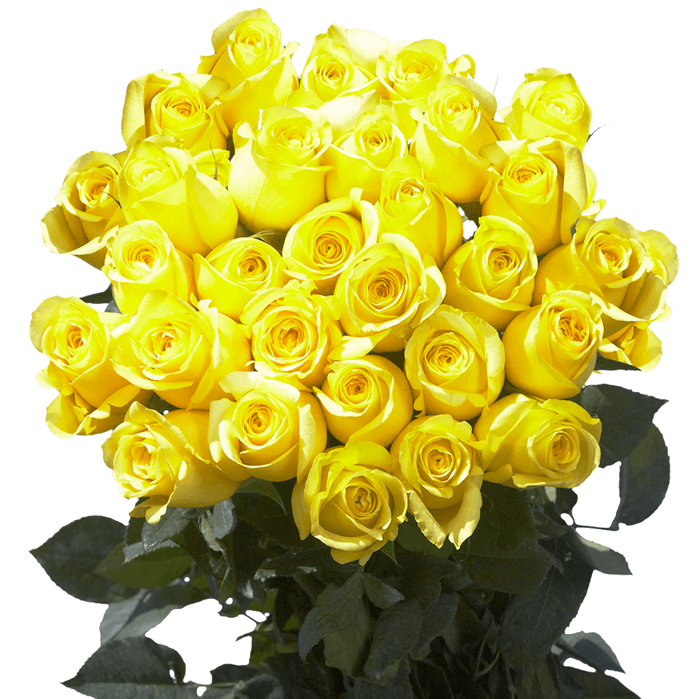 75 X Long Stems Of Lemon Yellow Citran Roses Beautiful Fresh Cut Flowers Express Delivery Walmart Com Walmart Com