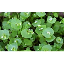 100 MINER'S LETTUCE Winter Purslane Spinach Claytonia Perfoliata Vegetable Seeds