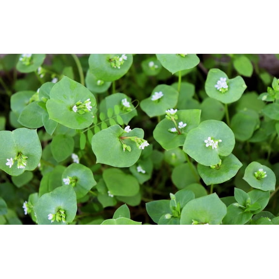 100 MINER'S LETTUCE Winter Purslane Spinach Claytonia Perfoliata Vegetable Seeds