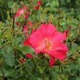 thumbnail image 4 of Heirloom Roses Yabba Dabba Doo Live Shrub, 4 of 4