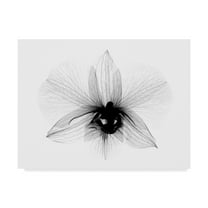 Trademark Fine Art 'Dendrobium 2 X Ray Orchid' Canvas Art by Bert Myers