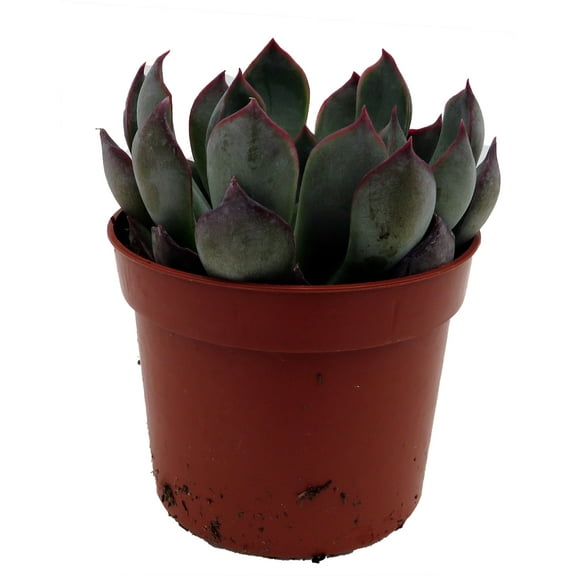 Dark Ice Succulent Plant - Echeveria - 2.5" Pot