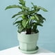 thumbnail image 3 of Maceta para flores Bewildely 3 piezas Rosa/L, 3 of 6