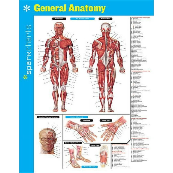 Sparkcharts: General Anatomy Sparkcharts: Volume 24 (Other)