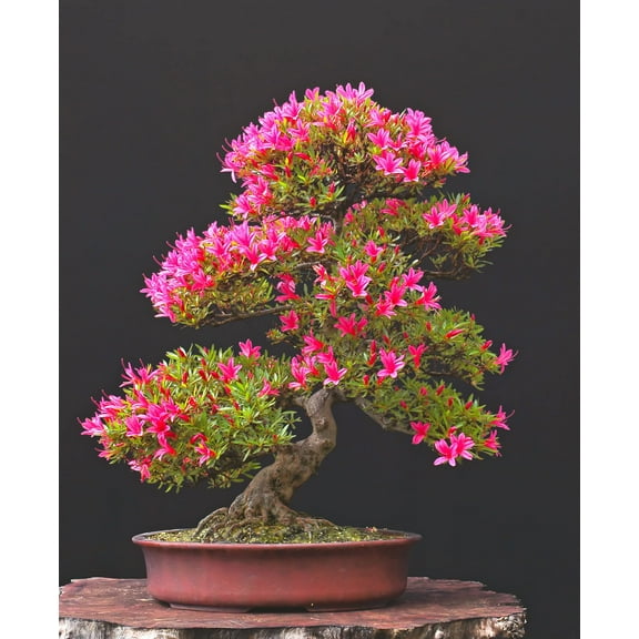 Pink Azalea Bonsai Tree Seeds for Planting- 30 Seeds - Prized Flowering Bonsai Specimen