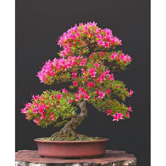 Pink Azalea Bonsai Tree Seeds for Planting 30 Seeds Prized Flowering