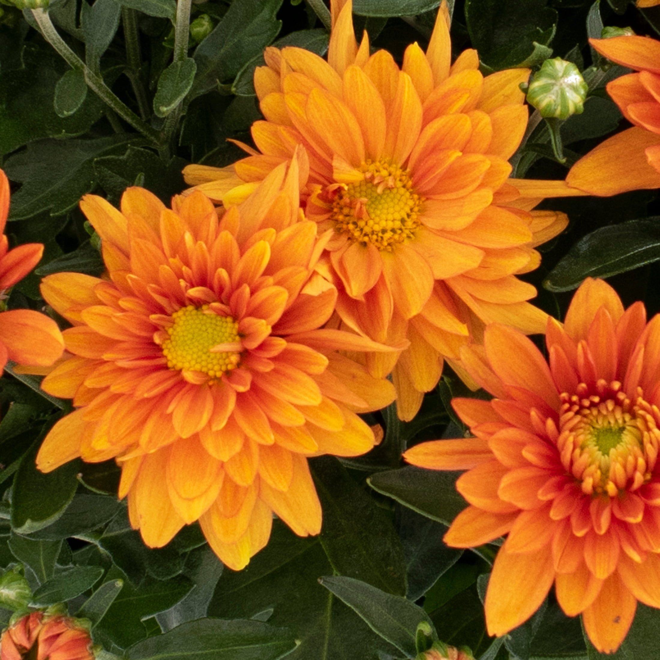 Expert Gardener 3.0QT Orange Mum Live Plant in Grower Pot