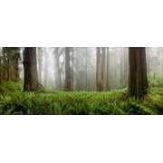 Vine Maple Trees, Mt Hood, Oregon Poster Print by Panoramic Images (29 x 12)