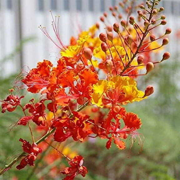 Engenius Energy LLC 10 Red Mexican Bird of Paradise Plant Seeds