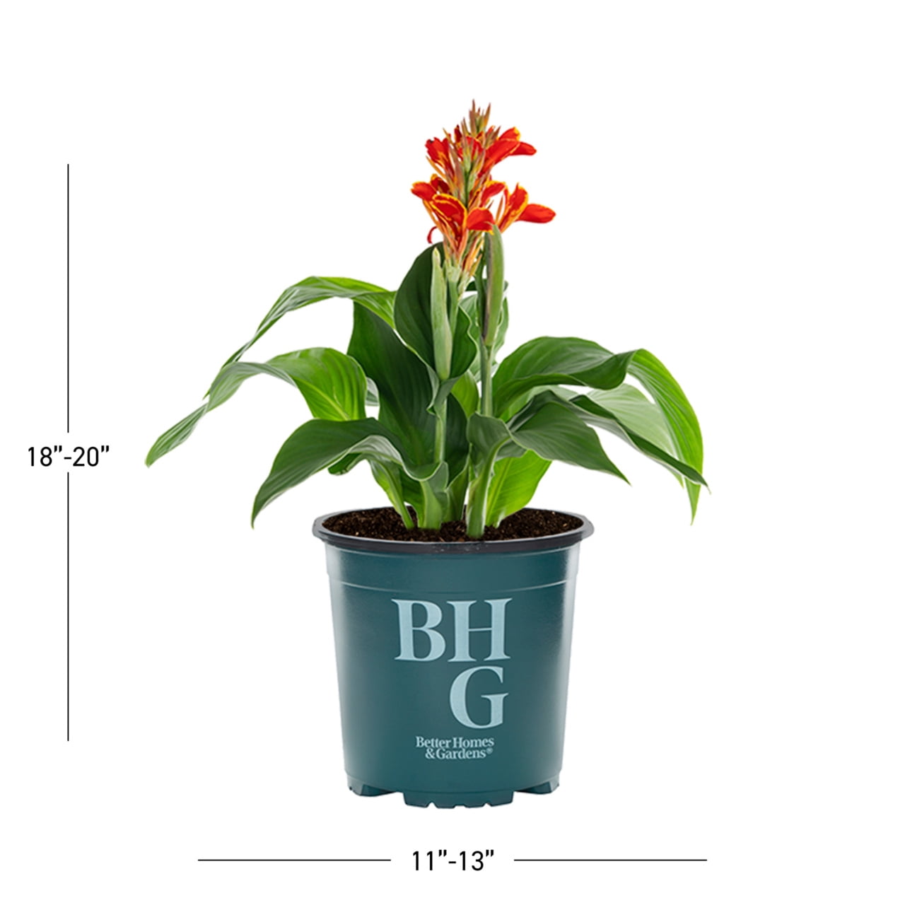 Better Homes & Gardens 2.5QT Multicolor Canna Lily Live Annual Plant Sun 3-Pack